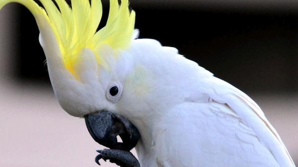 تور ارزان استرالیا: طوطی های سفید استرالیا را به هم ریختند