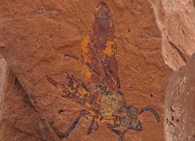 تور ارزان استرالیا: کشف فسیل های شگفت انگیز از قلب مرده استرالیا!