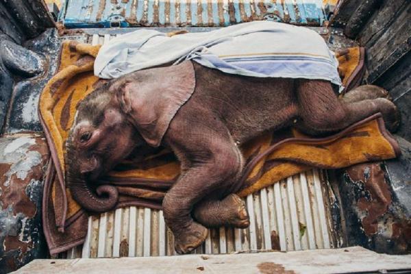 یک هفته با عکس های روز نشنال جئوگرافی؛ از نجات فیل تا دیوار مرگ