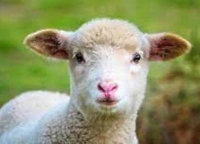 کاربرد گوسفند اصلاح ژنتیکی شده برای درمان بیماری مغزی بچه ها