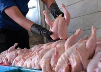 مردم منتظر ارزانی مرغ باشند؟ ، برنامه دولت برای تنظیم بازار مرغ